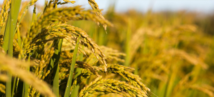 水稻病蟲(chóng)害有那些？淺談水稻常見(jiàn)病蟲(chóng)害的防治措施